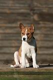 BASENJI 198